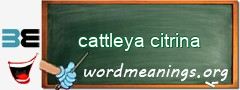 WordMeaning blackboard for cattleya citrina